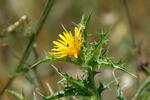 Scolymus hispanicus