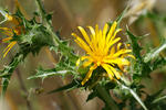 Scolymus hispanicus