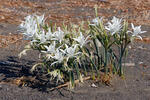 Sea Daffodil