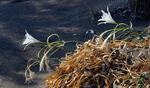 Sea Daffodil