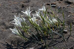 Sea Daffodil