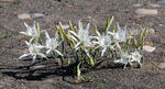 Sea Daffodil