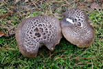 Shingled Hedgehog