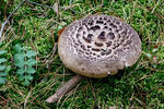 Shingled Hedgehog