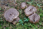 Shingled Hedgehog