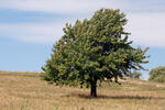 Sorbus domestica