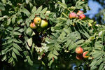 Sorbus domestica