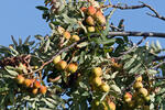 Sorbus domestica