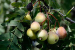 Sorbus domestica