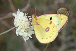 Soufré papillon