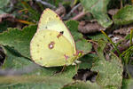 Soufré papillon