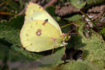 Soufré papillon