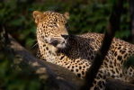 Sri-Lanka-Leopard