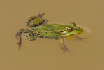 Teichfrosch