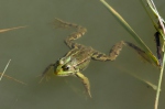 Teichfrosch