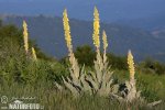 Verbascum sp.