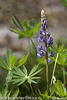 Vielblättrige Lupine