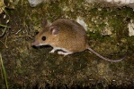 Waldmaus