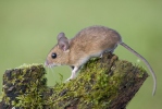 Waldmaus