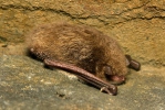 Wasserfledermaus