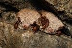 Wasserfledermaus