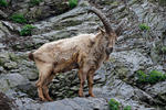 Westkaukasischer Steinbock