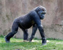 Westlicher Gorilla