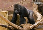 Westlicher Gorilla