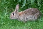 Wildkaninchen