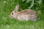 Wildkaninchen