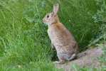 Wildkaninchen