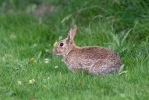 Wildkaninchen