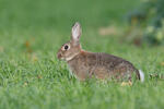 Wildkaninchen