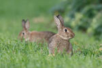 Wildkaninchen