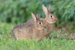 Wildkaninchen