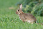 Wildkaninchen