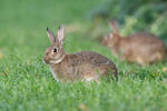 Wildkaninchen