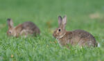 Wildkaninchen