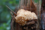 Wood Caulifllower