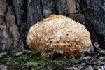 Wood Caulifllower