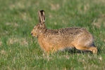 歐洲野兔
