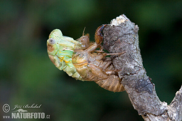 Tibicina haematodes