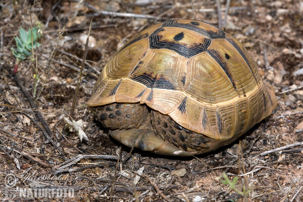 Tortuga mora