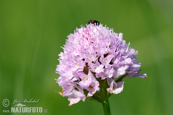 Traunsteinera globosa