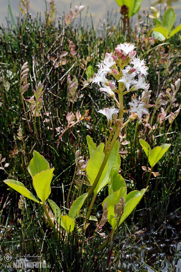 Trilapis puplaiškis