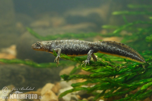 Triturus cristatus