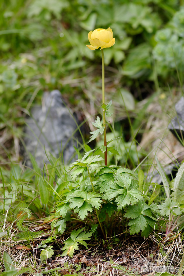 Trollius europaeus