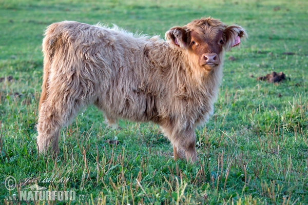 Vaca de las tierras altas