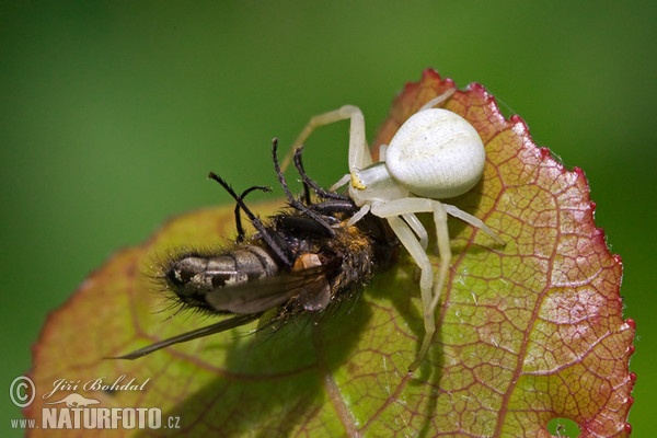 Veränderliche Krabbenspinne