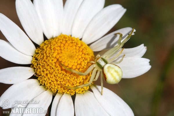 Veränderliche Krabbenspinne